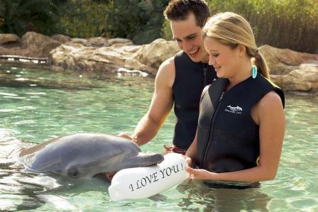 Een dolfijn brengt een liefdesboodschap over in Discovery Cove