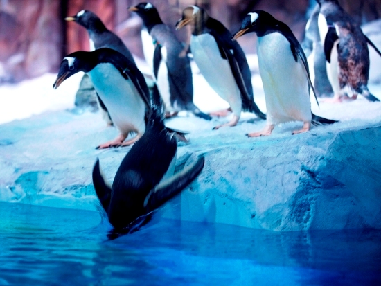 De pinguïns nemen hun eerste duik in de Penguin Bay van Legoland Billund