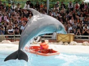 De dolfijnenshow in het Zwitserse Connyland