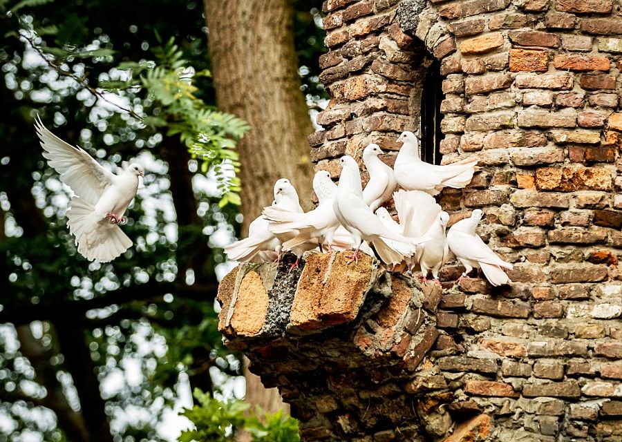 Witte duiven in het Sprookjesbos van de Efteling