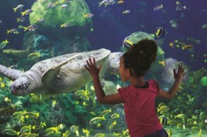 TurtleTrek in SeaWorld Orlando