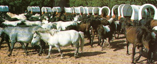 Pony's speelden lang een grote rol in Attractiepark Slagharen
